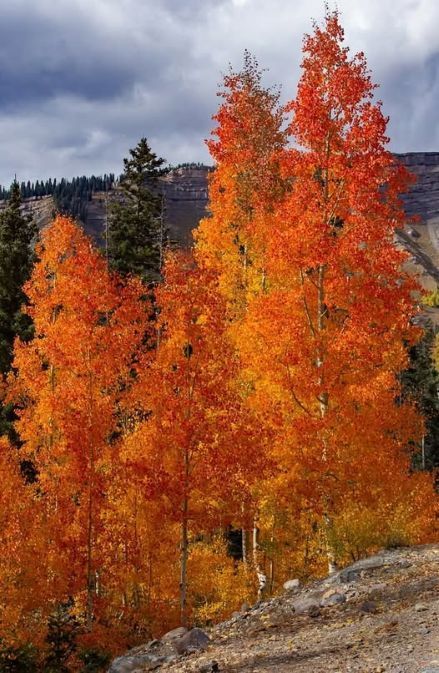 aspens durango colorado steve taylor.jpg
